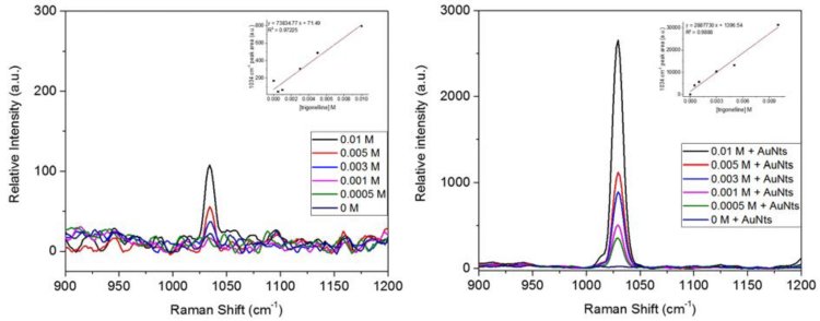 Spettri Raman di soluzioni di trigonellina senza nanotriangoli d'oro (a sinistra) e con nanotriangoli d'oro (a destra). Gli inserti mostrano le curve di calibrazione delle soluzioni di trigonellina utilizzando l'area del picco di 1034 cm-1 all'interno di una finestra spettrale di 1010-1045 cm-1.