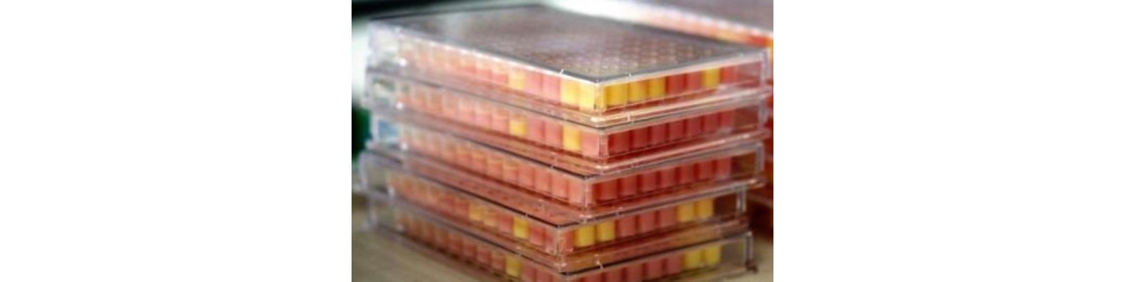 48 hours incubation completed