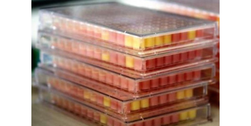 48 hours incubation completed