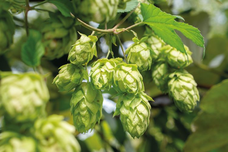 Pre-calibration, hops, solid