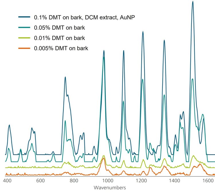 Au NP SERS Peaks aus DMT können bereits bei 0,005 Gew.-% sehr empfindlich nachgewiesen werden (orange dargestellt).