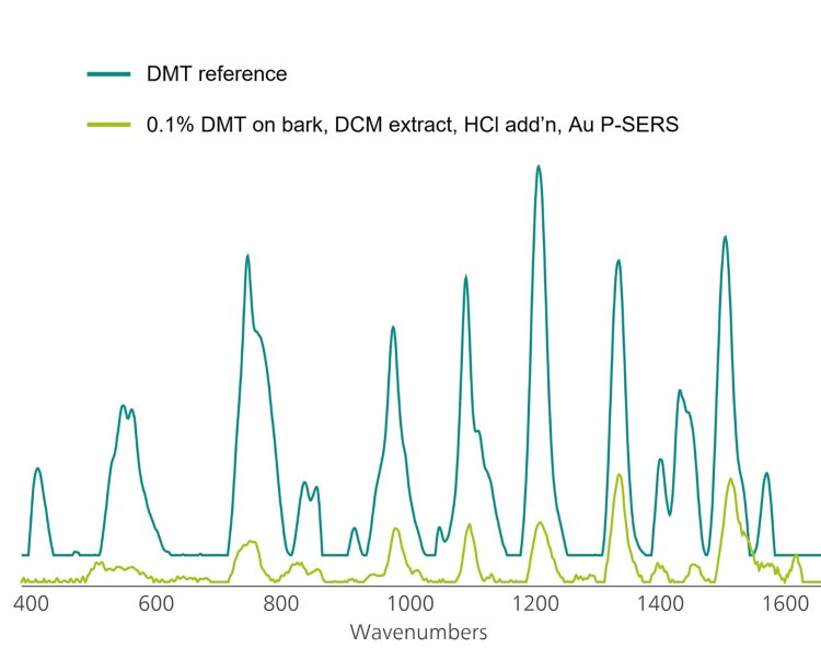 Charakteristische Au P-SERS Peaks aus DMT können bereits bei 0,1 Gew.-% empfindlich detektiert werden (grün dargestellt).