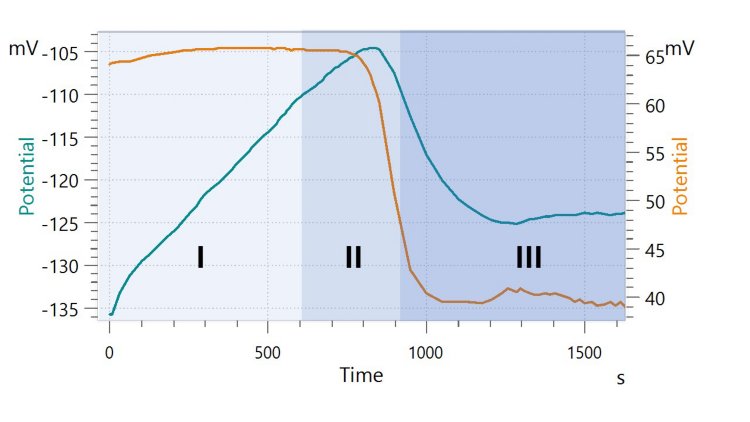 Example curve for calcium carbonate formation. In green is the potential of the free calcium ions measured with the combined Ca ion-selective  electrode,  and  in  orange,  the  potential  measured  with the Optrode. The experiment was carried out at pH 11. The colored phases describe the prenucleation phase (I), nucleation (II), and particle growth (III). 
