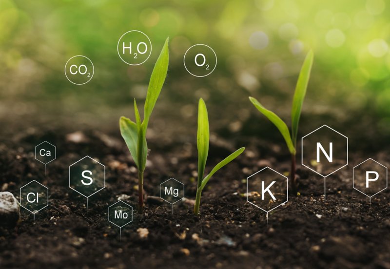 Close-up image of green seedlings sprouting from the soil with an illustrative overlay of various elements and molecules instrumental for plant growth.