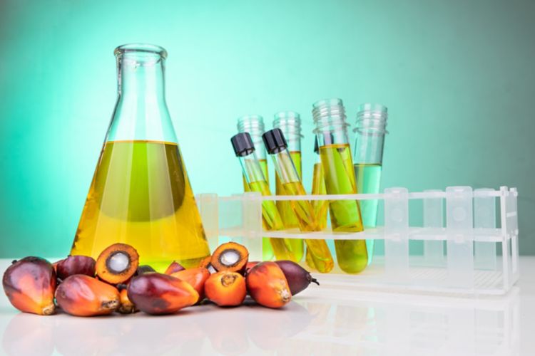 Oil palm fruits with biofuel in beaker and test tubes in laboratory with green background