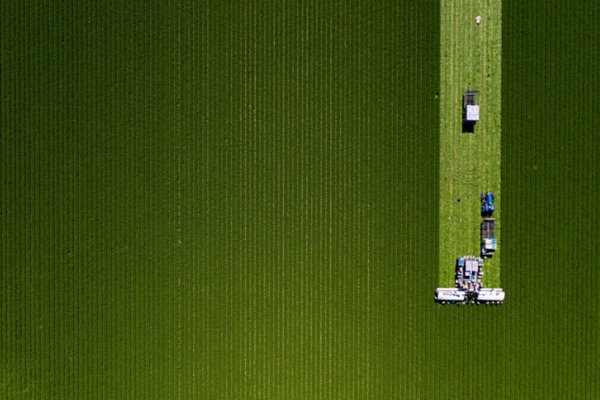 Overhead view of a vast green field being harvested by an agricultural combine.