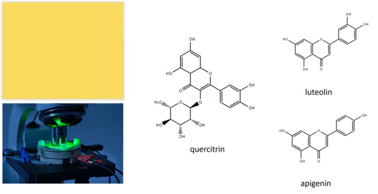 La couleur stil de grain et les composés polyphénoliques qui composent de nombreux pigments et colorants jaunes utilisés dans les œuvres d'art d'artistes classiques tels que Rembrandt. En bas à gauche : un système EC-Raman à trait d'union de Metrohm Autolab.