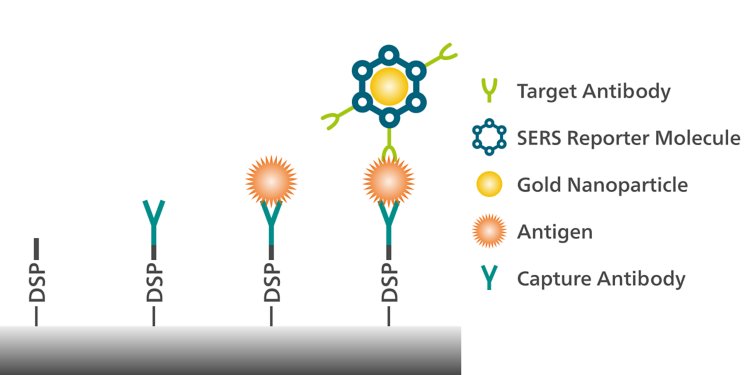 Detection of an antigen associated with pancreatic cancer is possible with surface-enhanced Raman spectroscopy (SERS).