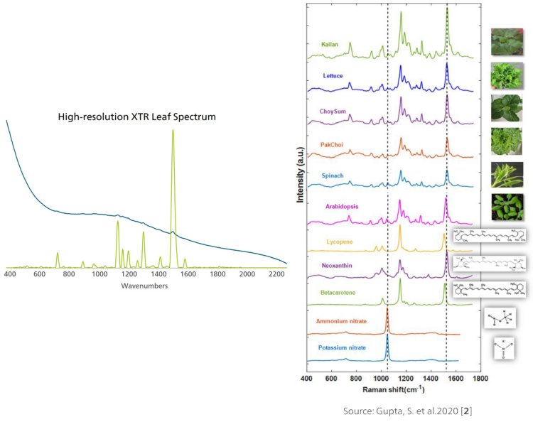 (L) Plant leaf interrogated by 785 nm Raman (with and without XTR). (R) Selection of different leaves and chemical compounds measured by handheld and benchtop Raman systems [2].