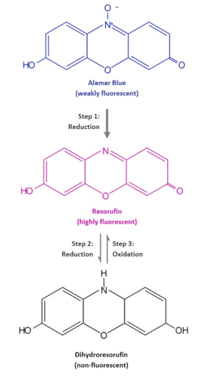 Redox mechanism scheme of Alamar Blue to  dihydroresorufin. 