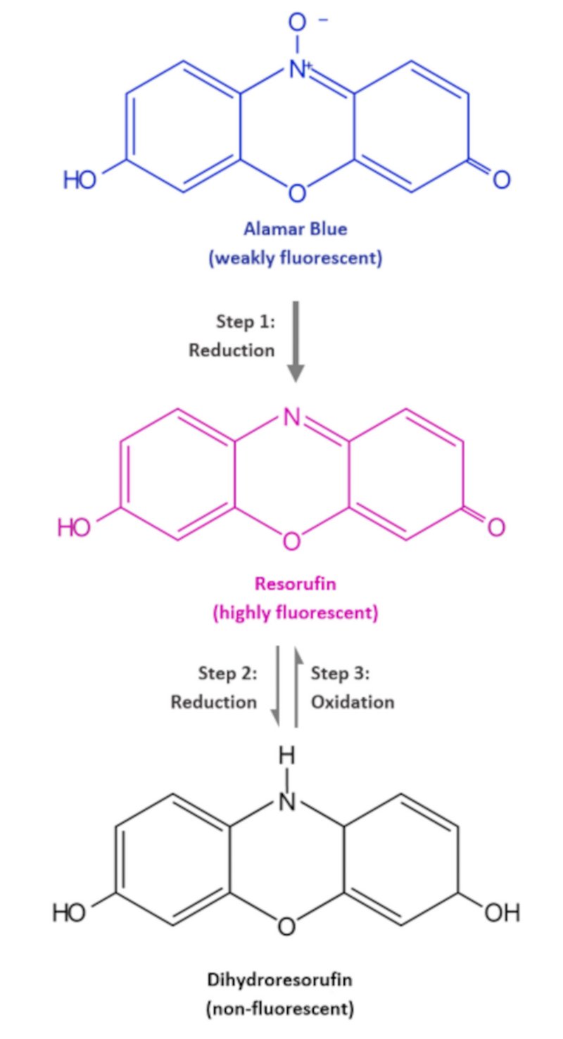 Redox mechanism scheme of Alamar Blue to  dihydroresorufin. 