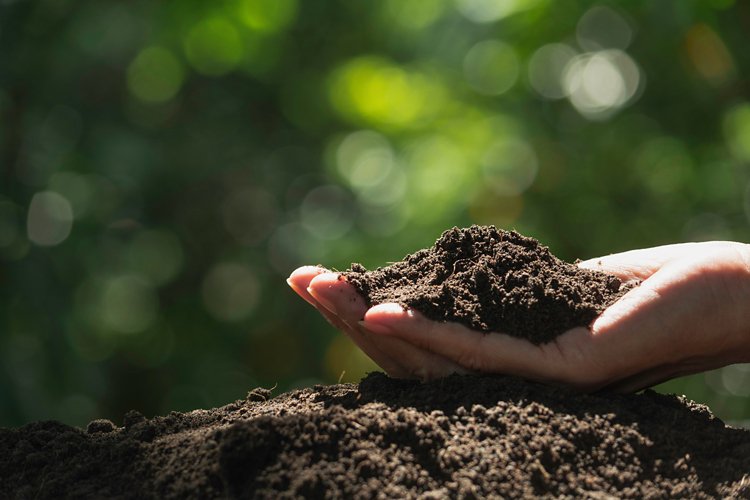 Hand of male holding soil in the hands for planting.