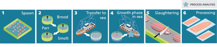 Illustration of the Atlantic salmon production process at an aquatic farm (repurposed from [1]).