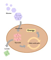 Overview of glucose mechanism in human cells.  Extracted from [3]. 