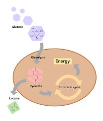 Overview of glucose mechanism in human cells.  Extracted from [3]. 