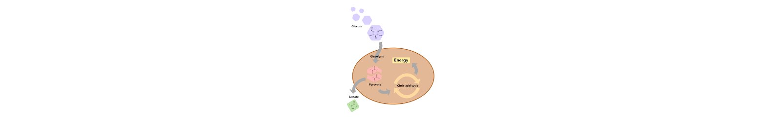 Overview of glucose mechanism in human cells.  Extracted from [3]. 