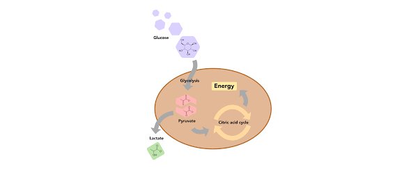 Overview of glucose mechanism in human cells.  Extracted from [3]. 