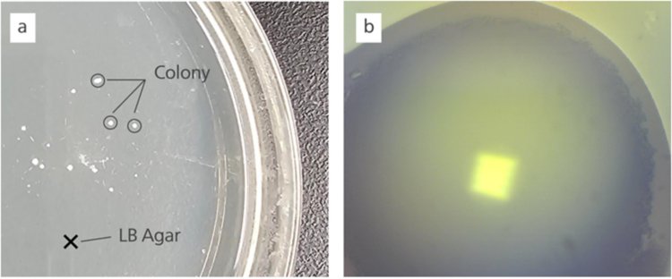 Bacterial colonies formed on the LB agar (a), with a magnified view of a colony under the BAC151C + 50x objective 