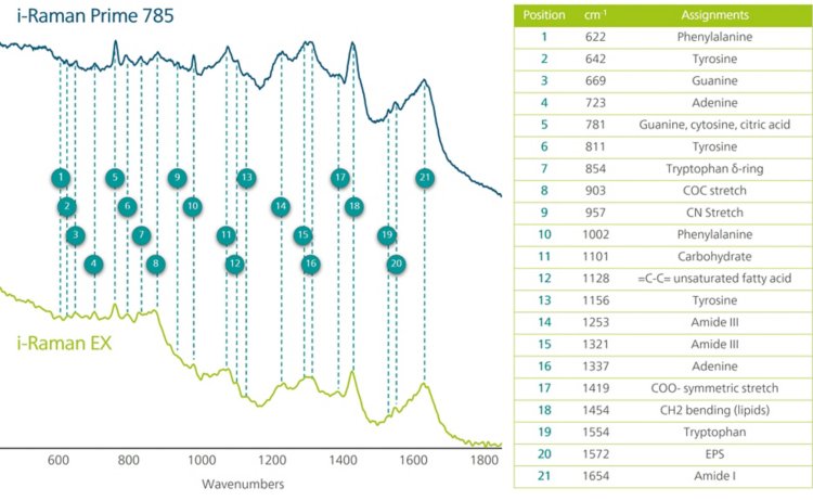 Raman spectra of yellow (teal line) and white (grey line) bacterial colonies formed on the LB agar. 