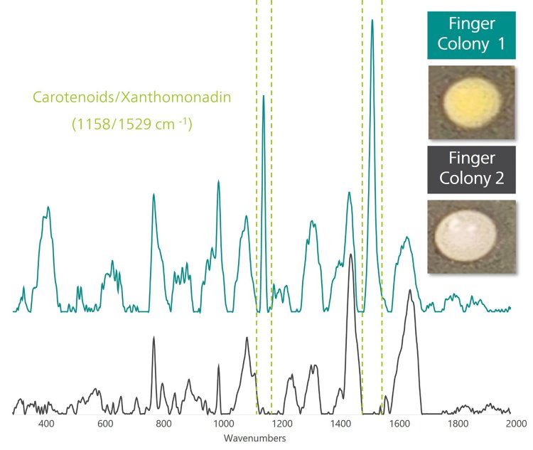 Raman spectra of bacterial colonies 