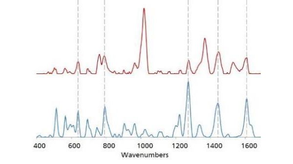 The gold SERS spectrum of Norco® (red), is overlaid with  a gold SERS library spectrum of hydrocodone (blue). Dotted lines  indicate peak agreement between the two spectra. 