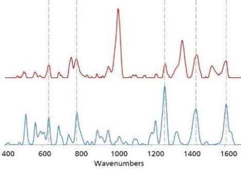 Lo spettro SERS dell'oro di Norco® (rosso) è sovrapposto allo spettro della libreria SERS dell'oro dell'idrocodone (blu). Le linee tratteggiate indicano la concordanza di picco tra i due spettri. 