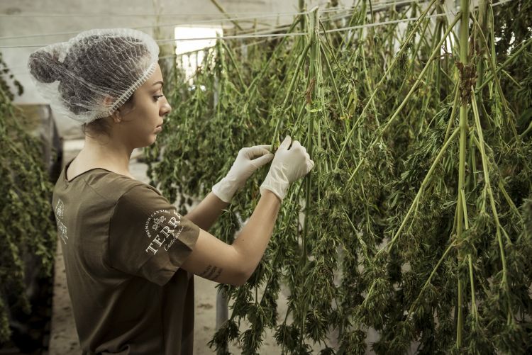 Un empleado secando cannabis cosechado.