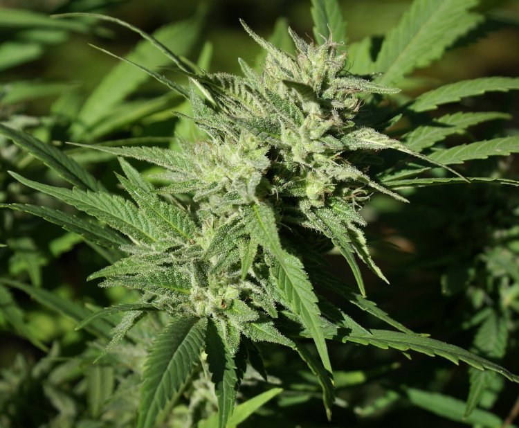 Nahaufnahme einer Cannabisblüte mit Trichomen.
