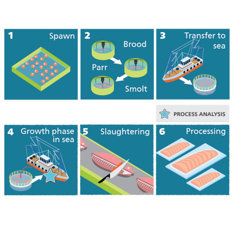 Fish delousing process