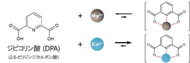 図22-2　ジピコリン酸とアルカリ土類金属との錯形成と溶離液中のジピコリン酸濃度の影響1