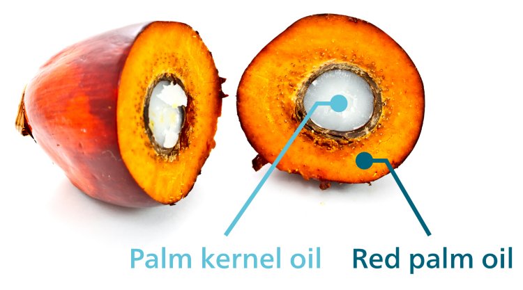 Cross-section of fruit from an oil palm tree showing the origin of palm kernel oil and red palm oil.