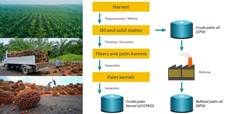 Illustration of the milling and refining process of palm oil.