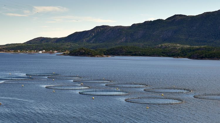 Exemple d'aquaculture : une ferme piscicole en Norvège.