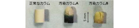 図2 長期間使用して性能低下したガードカラム充填剤の写真