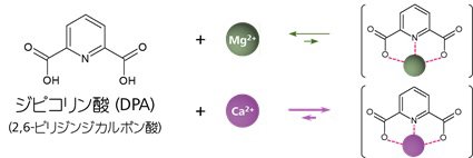 図9-2   ジピコリン酸と二価金属との相互作用